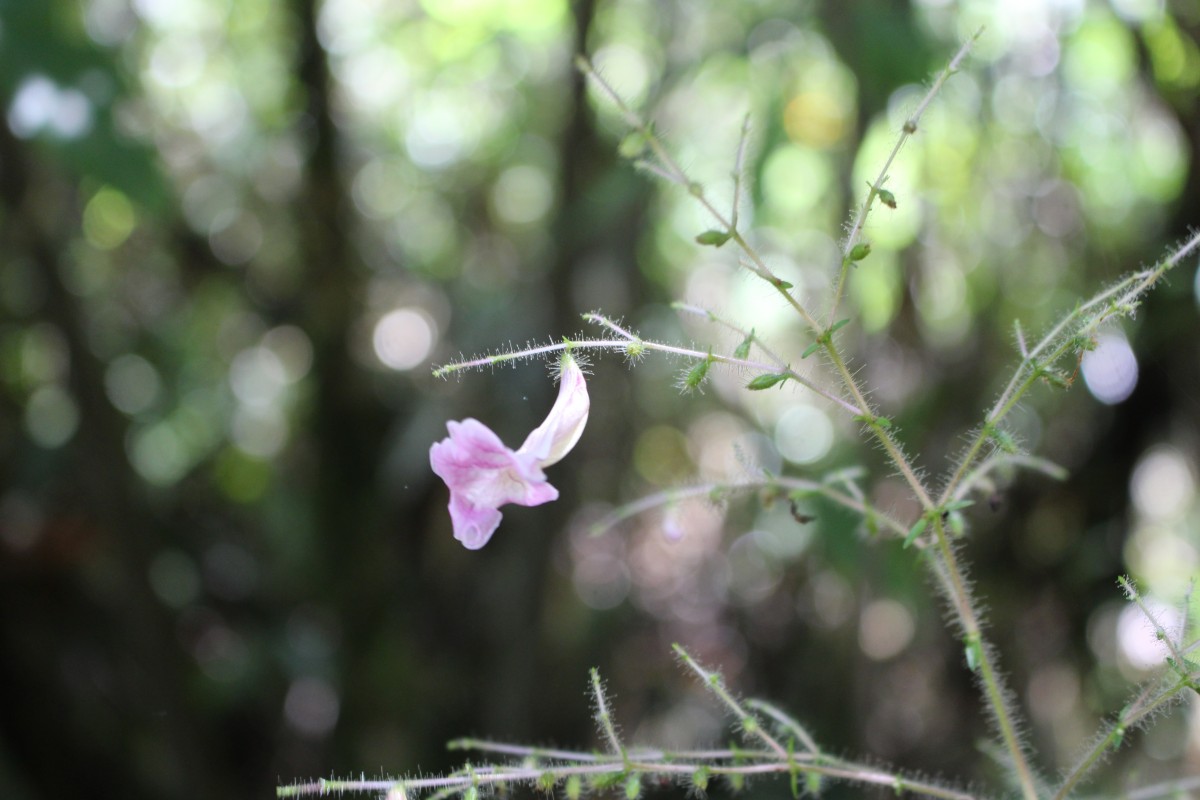 Strobilanthes habracanthoides J.R.I.Wood